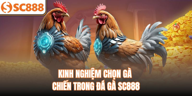 Kinh nghiệm chọn gà chiến trong đá gà SC888